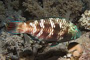 Ljubiasto-smea papigaa - Purple-brown parrotfish - Scarus fuscopurpureus