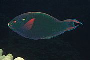 Tamna papigaa - Dusky parrotfish - Scarus niger