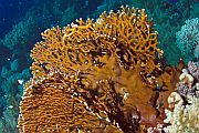 Mreasti vatreni koralj - Millepora dichotoma