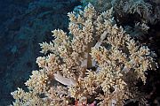 Cvjetain koralj - Litophyton arboreum