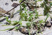 Morsko groe - Caulerpa racemosa