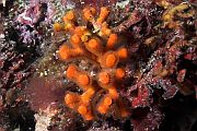 Lani koralj - Myriapora truncata
