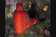 Crvena bradaviarka - Halocynthia papillosa