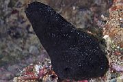 Crna mjeinica - Phallusia fumigata