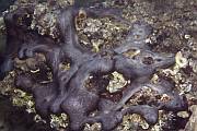Bubreasta spuva - Chondrosia reniformis