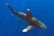 Pas trupan oblokrilac - Carcharhinus longimanus