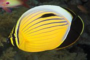 Profinjeni leptir - Exquisite butterflyfish