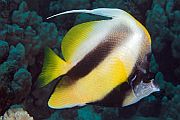 Crvenomorski barjaktar - Red Sea Bannerfish