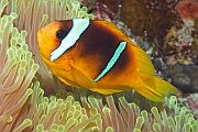 Crvenomorski klaun - Red sea anemonefish