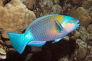 Taneglava papigača - Bullethead parrotfish - Chlorurus sordidus