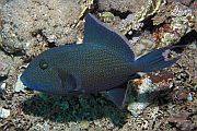Plavi kostorog - Blue triggerfish - Pseudobalistes fuscus