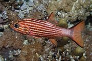Tigrasti kardinal - Tiger cardinalfish - Cheilodipterus macrodon