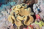 Čupavi kožasti koralj - Sarcophyton glaucum