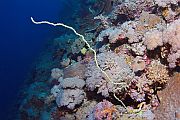 Žuti žičani koralj - Cirrhipathes anguina