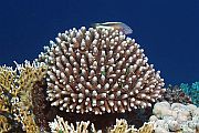 Prstasti koralj - Acropora humilis