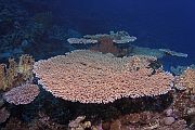 Stolni koralj - Acropora pharaonis