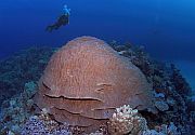 Planinski koralj - Porites lutea