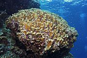 Kupolasti koralj - Porites nodifera