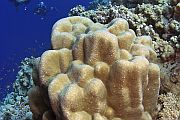 Moždani koralj - Platygyra daedalea