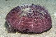 Ljubičasti ježinac - Spatangus purpureus