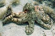 Hobotnica - Octopus vulgaris