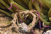 Morski pauk vlasuljar - Inachus phalangium