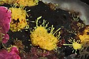 Špiljska sumporača - Aplysina cavernicola