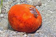 Narančasta plutača - Suberites domuncula