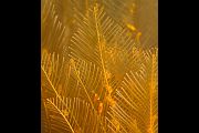Žuto morsko perce - Aglaophenia sp.